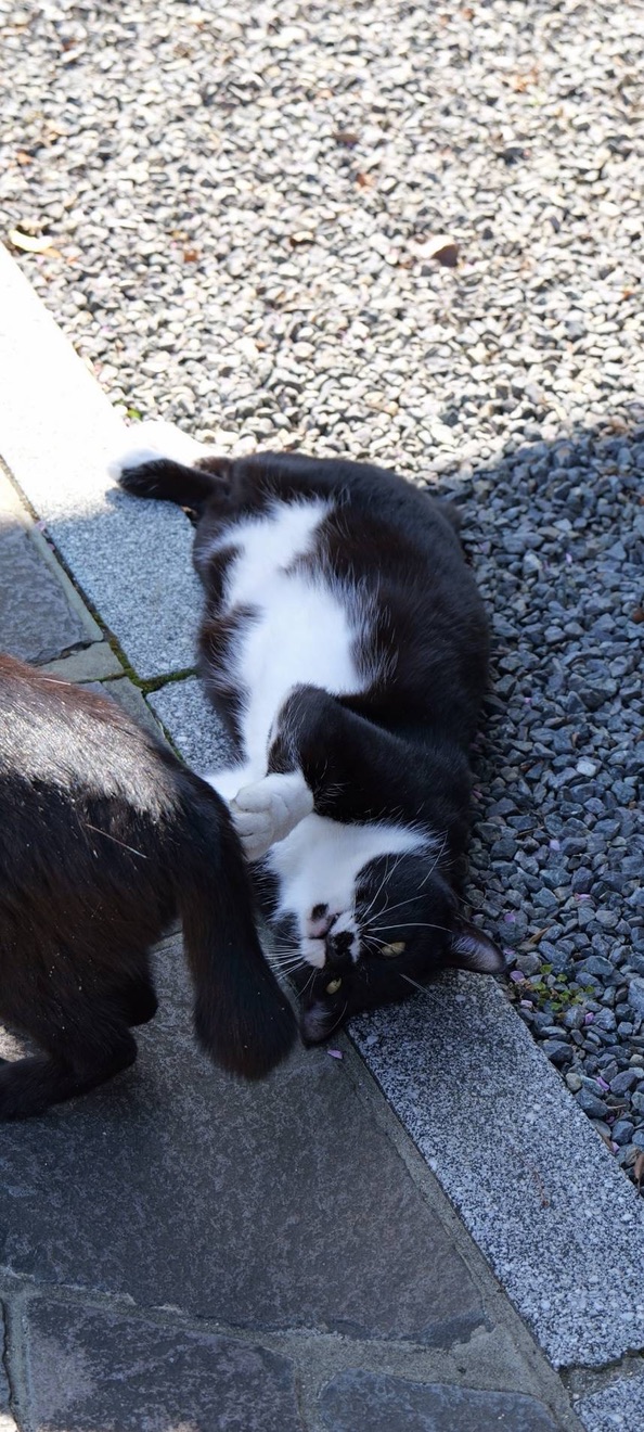 さくらの写真 1